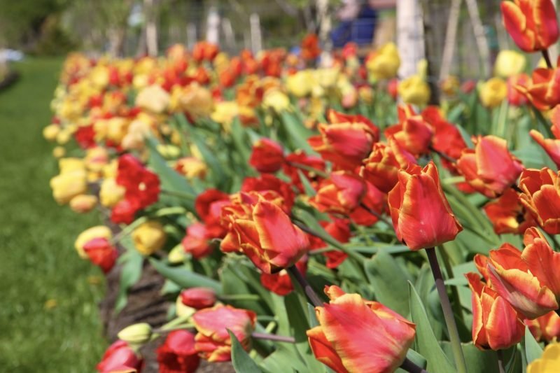 VDU Botanikos sode prasideda didysis tulpių žydėjimas