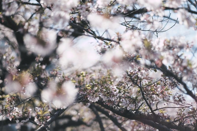 close up photo of cherry blossom