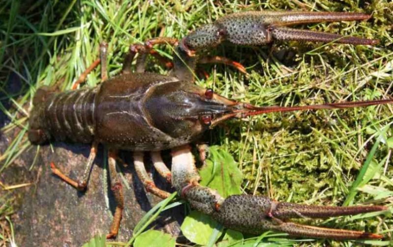 Prasideda vėžiavimo sezonas: ką svarbu žinoti?