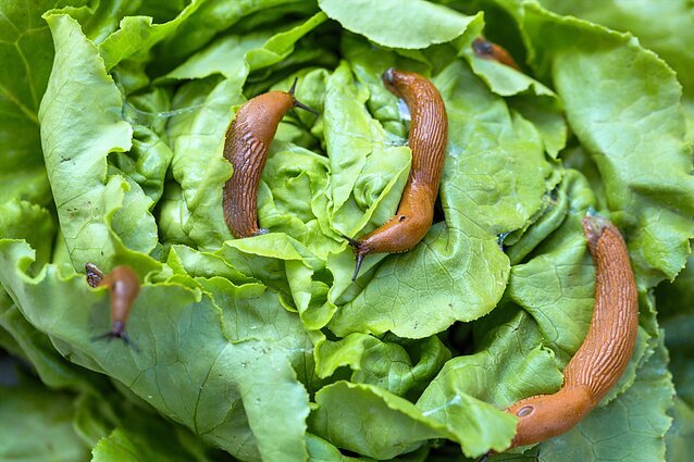 Mokslininkė pataria, kaip kovoti su invaziniais šliužais (1)