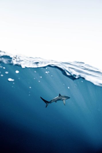 photo of shark underwater