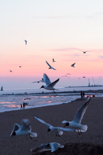 photo of birds flying on seaeshore