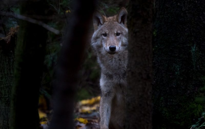 Naujame medžioklės sezone bus galima sumedžioti 341 vilką