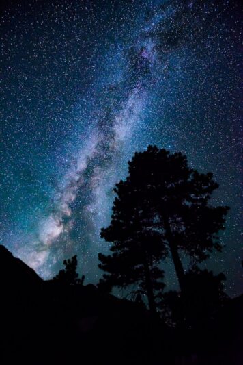 silhouette of trees under a starry sky