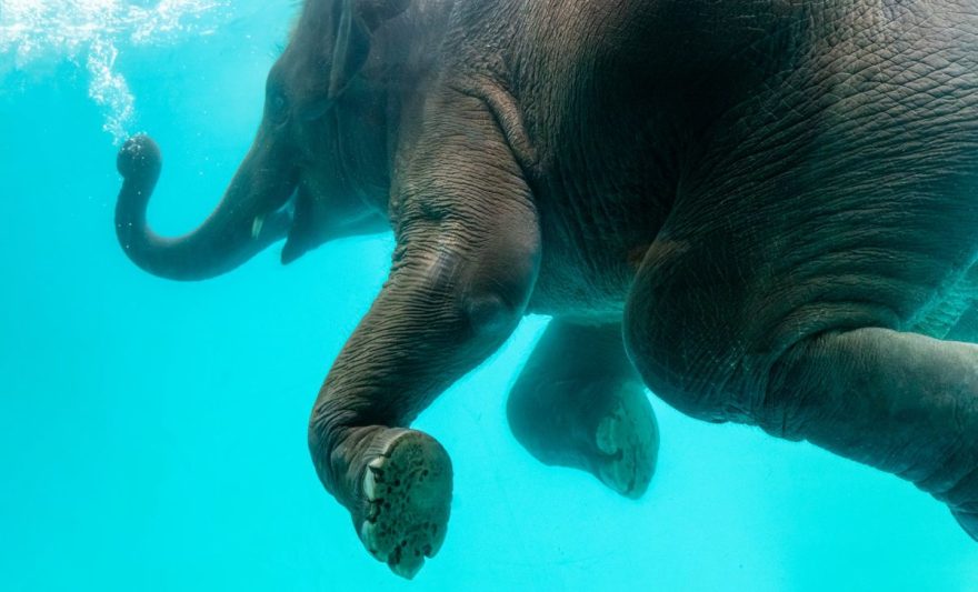elephant swimming in blue water