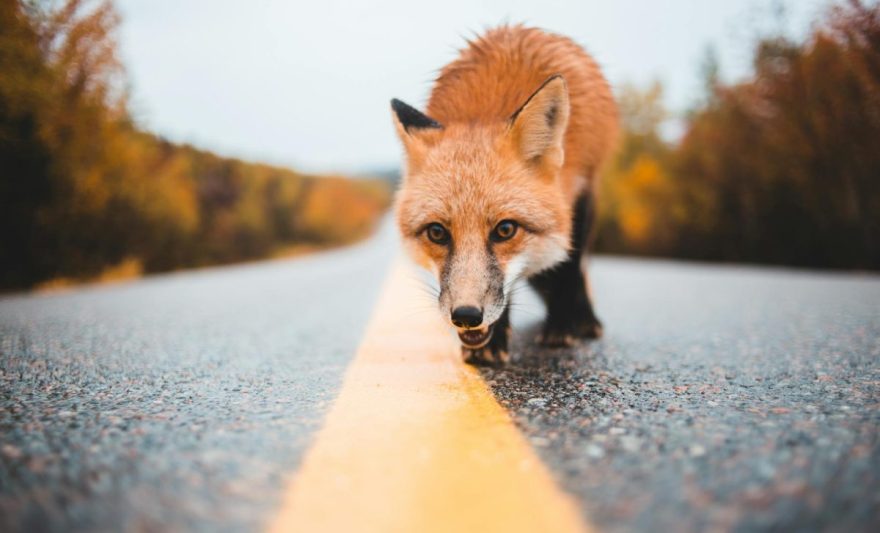 colorful fox walking on empty road