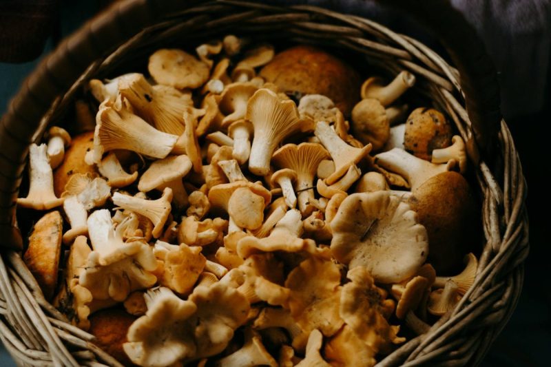 basket of mushrooms