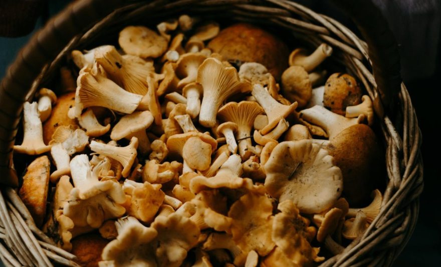 basket of mushrooms