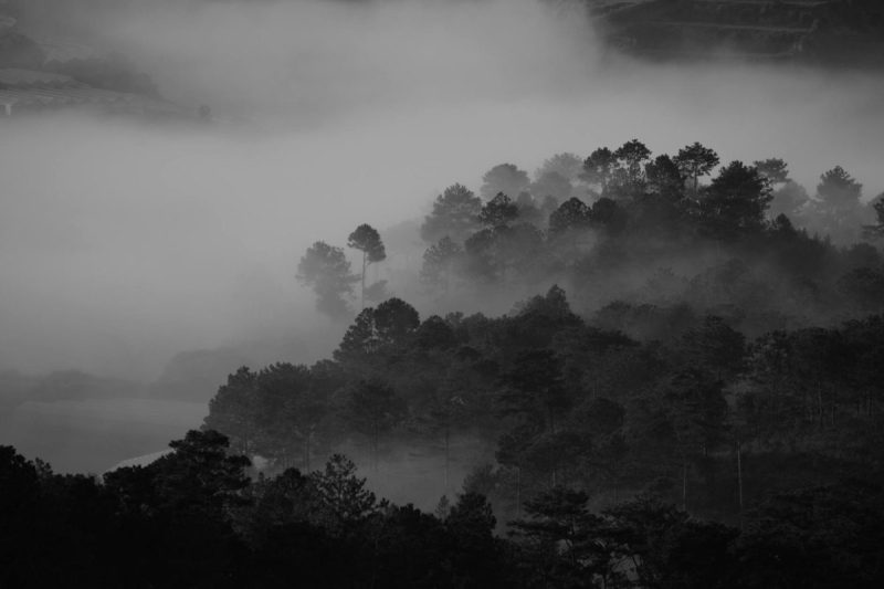 grayscale photography of trees