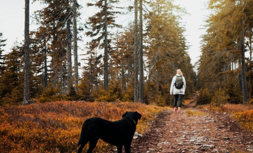 short coat black dog standing on brown ground