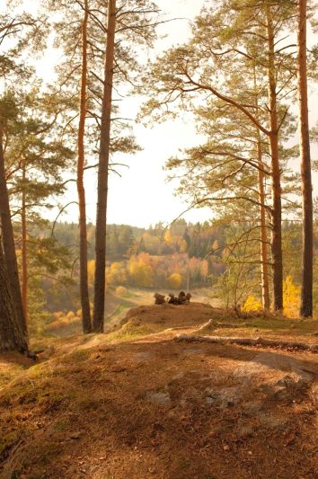 autumn landscape of hill in forest