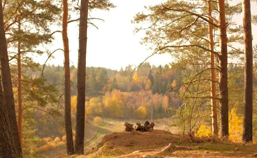 autumn landscape of hill in forest