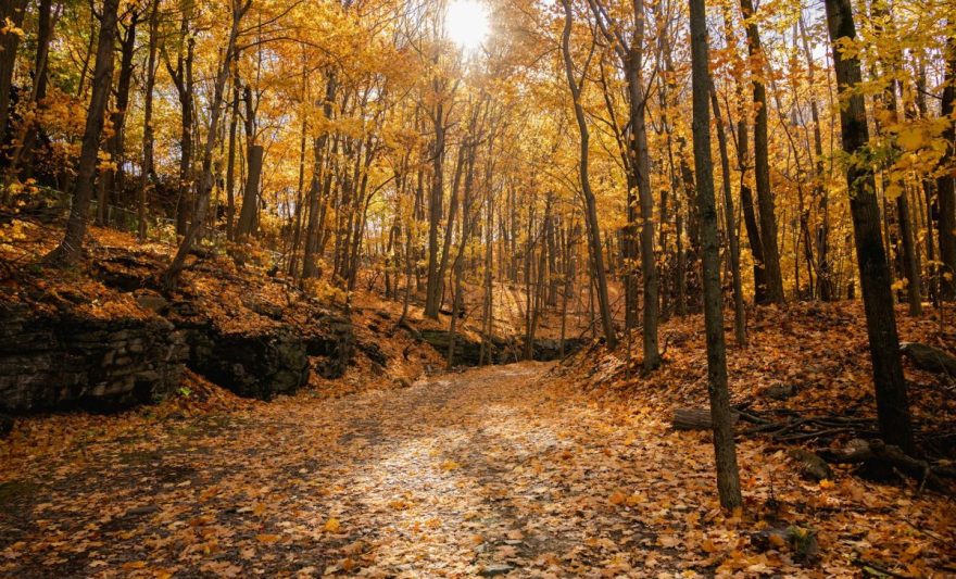 autumn forest path in montreal canada