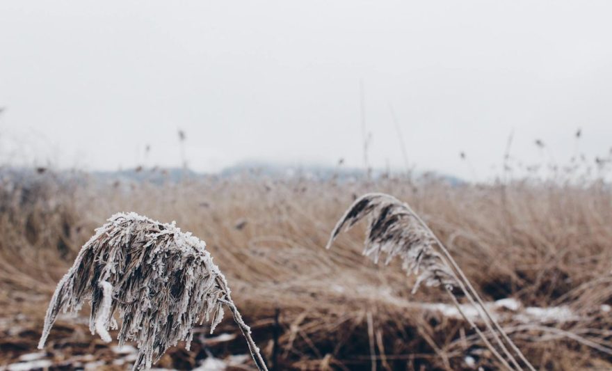 dried grass