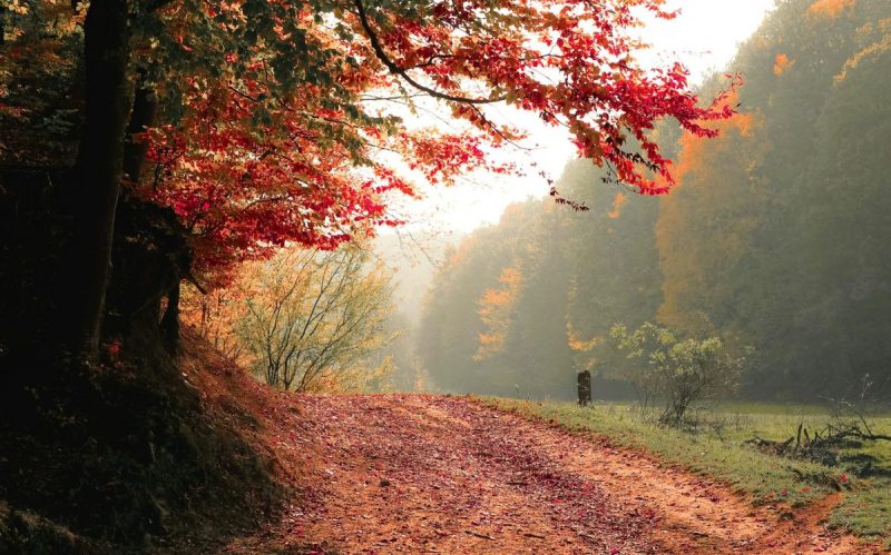 red leafed tree near green grass