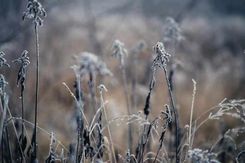 dried grass on a field