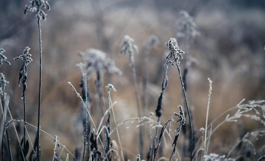 dried grass on a field