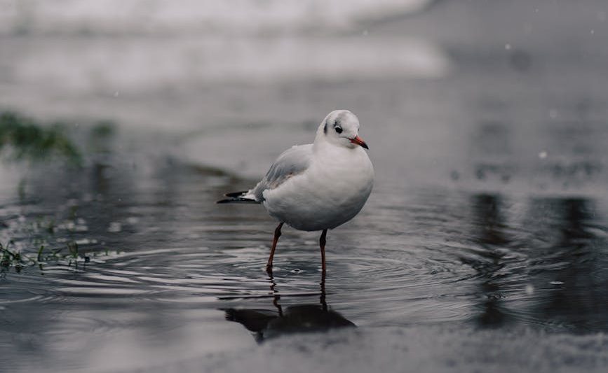 bird in puddle on asphalt