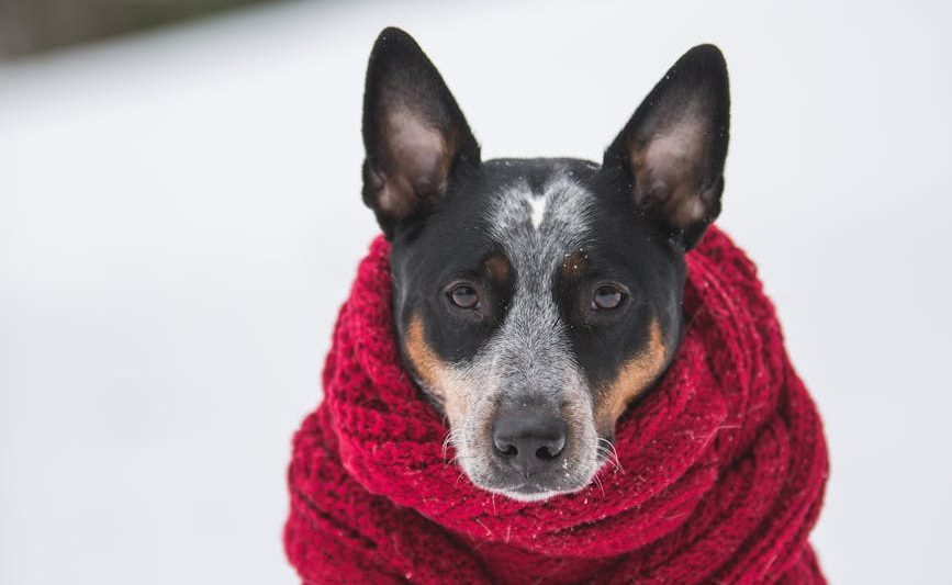 dog wearing crochet scarf with fringe while sitting on snow selective focus photography