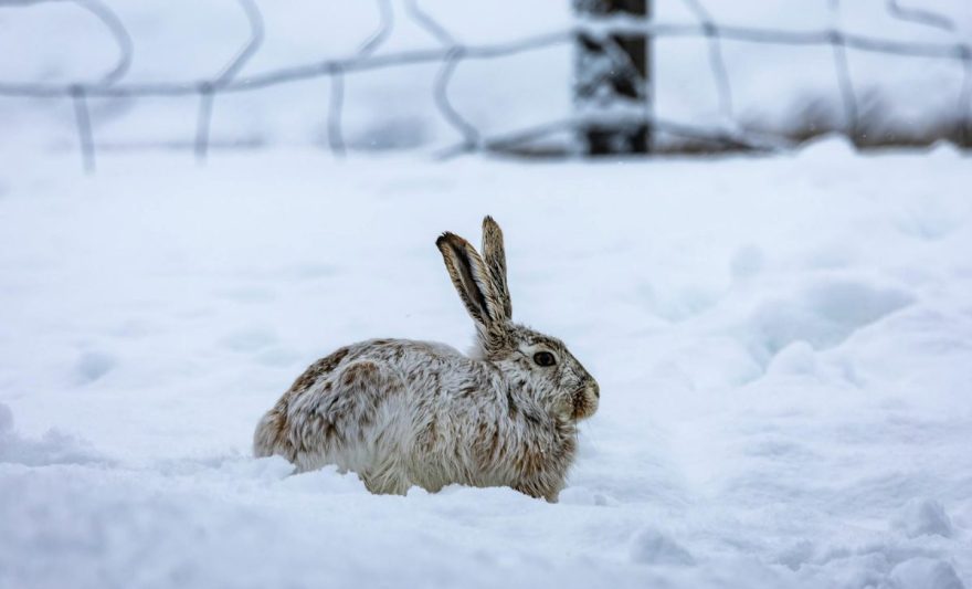 snow hare in winter landscape