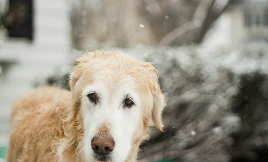 selective focus photography of golden retriever