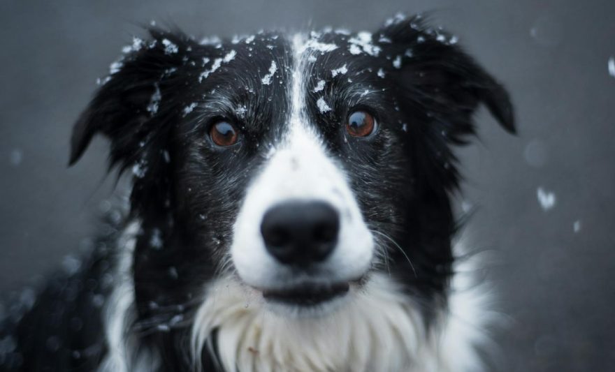 selective focus photography of adult black and white border collie