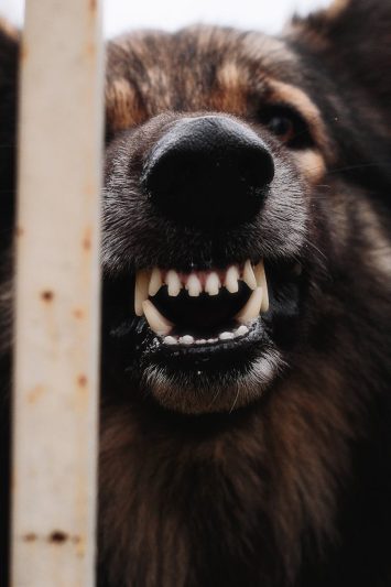 close up shot of dog showing teeth