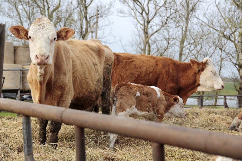 Kad būtų išvengta snukio ir nagų ligos – parama stipresnei biosaugai
