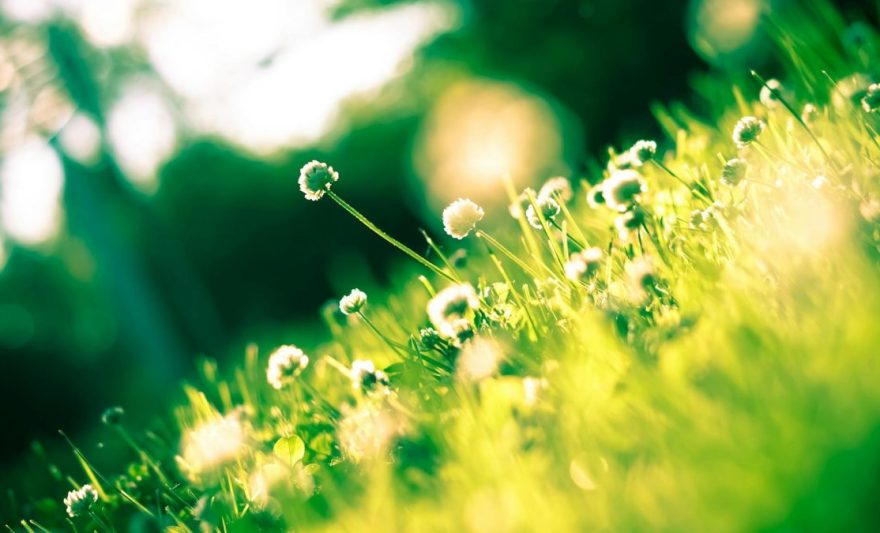 close up photo of dandelion