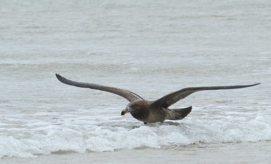 seabird gliding over ocean waves in flight