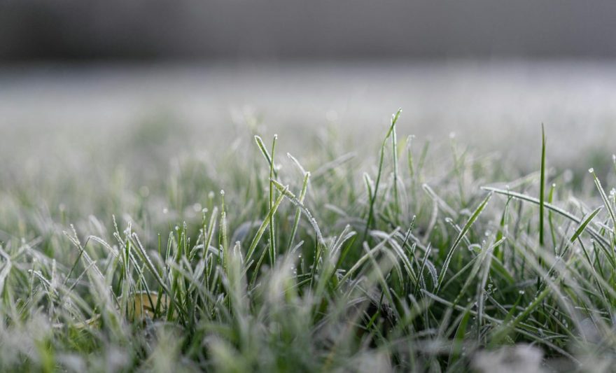 green grass with dew