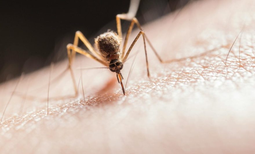 mosquito biting on skin