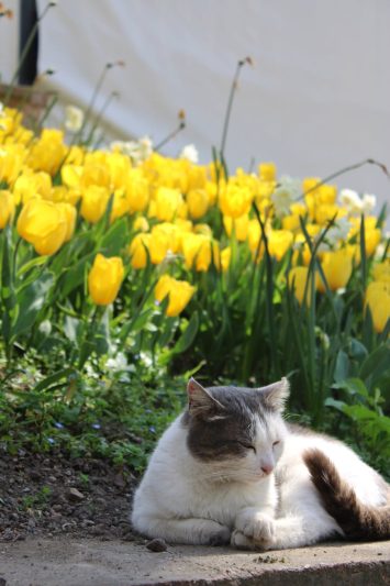 cozy cat relaxing in spring tulip garden