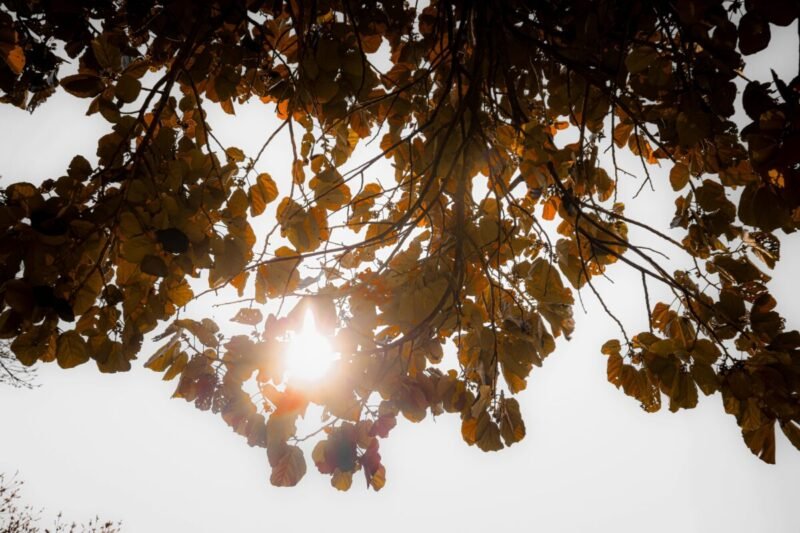 Pirmasis rudens mėnuo bus gana šiltas