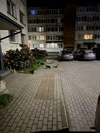 Kare dėl benamių kačių – paliaubos, bet taika miglota (10)