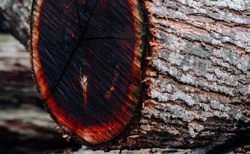 close up of wood logs