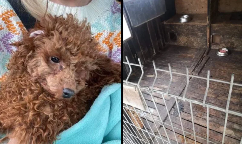 Šunis sužalojusio veisėjo ašaros teismo neįtikino