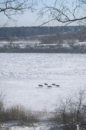 Smalininkiečiai sunerimę: kiemuose – vilkų ar sulaukėjusių šunų gauja (7)