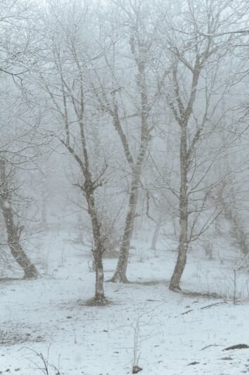 bare trees covered with snow
