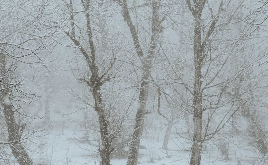 bare trees covered with snow