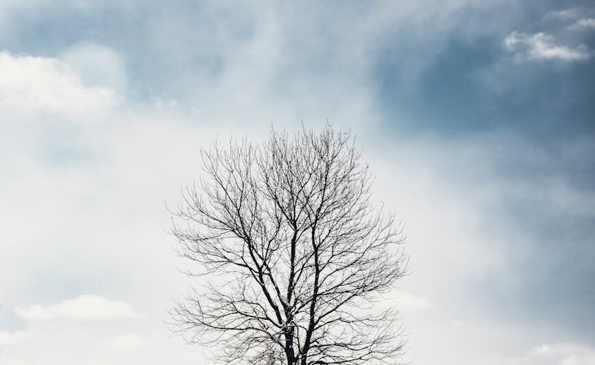 bare tree on snow
