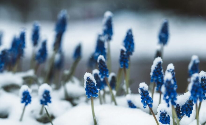 close up shot of blooming muscari aucheri on snow covered ground