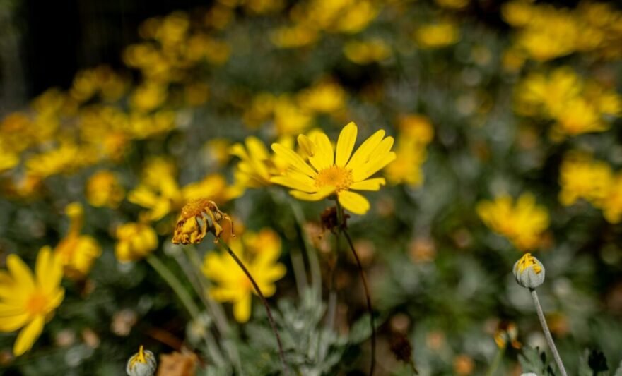blooming yellow flowers