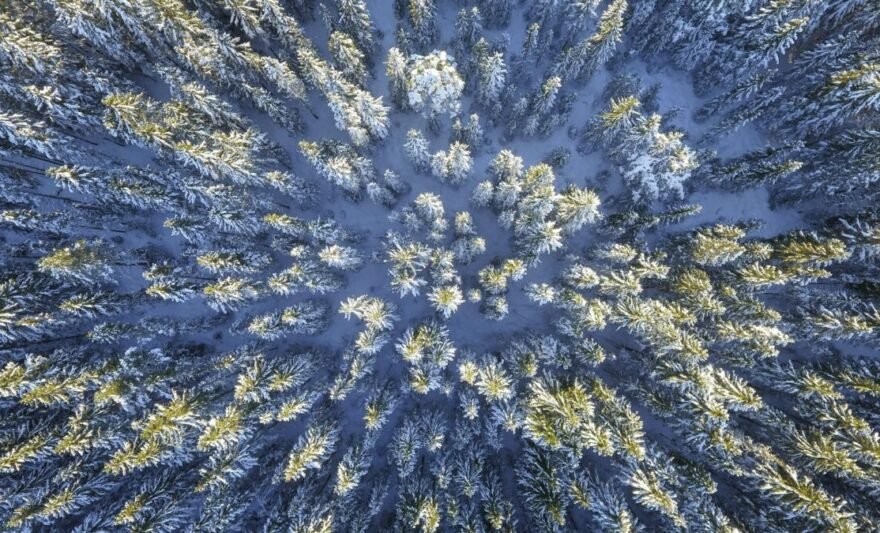 aerial photography of green leafed trees