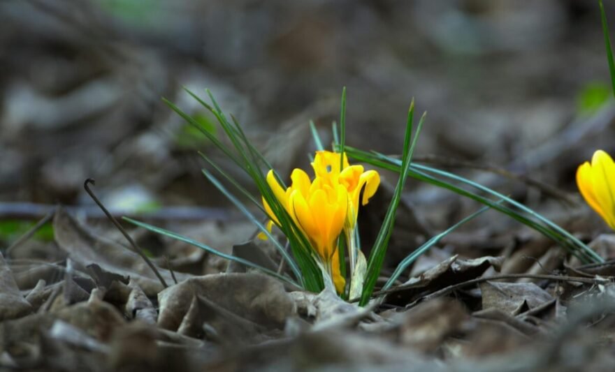 bright yellow crocus blooming in early spring