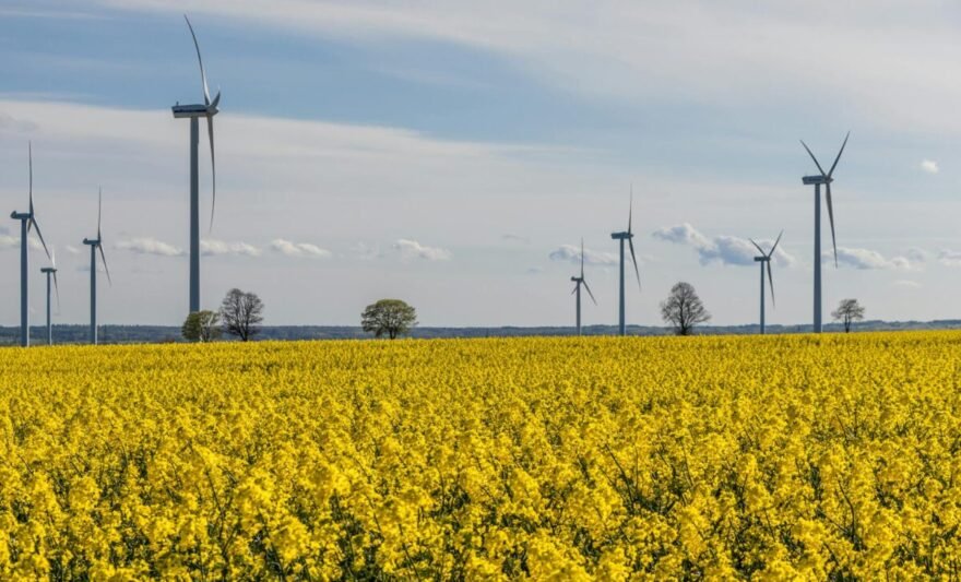 renewable energy wind turbines in rapeseed field