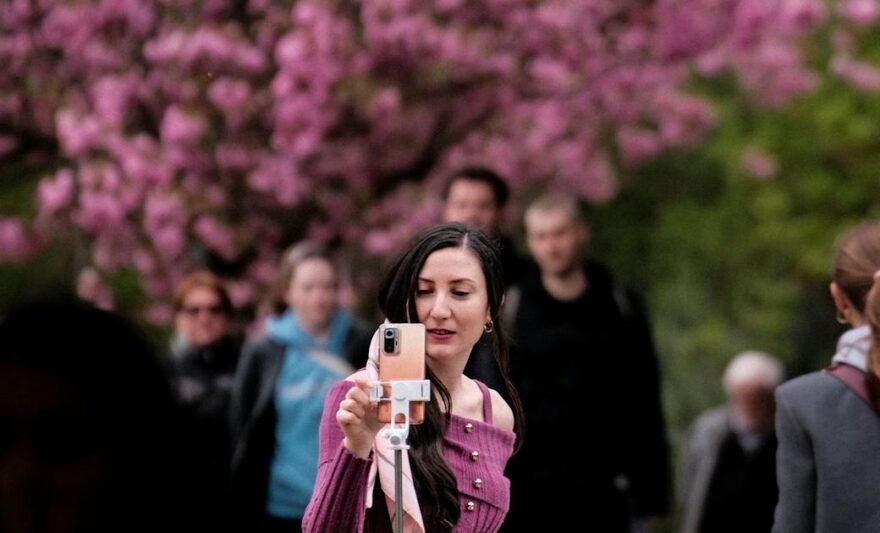woman taking selfie amid pink blossoms