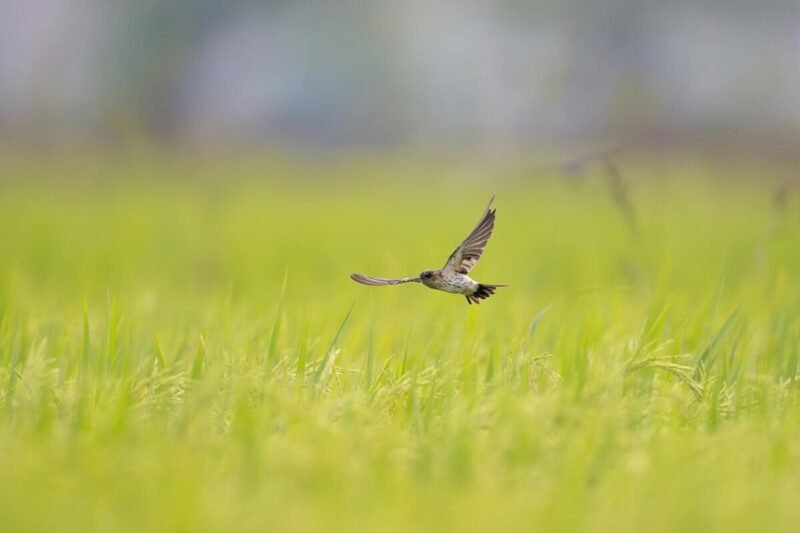 bird in flight over lush green meadow