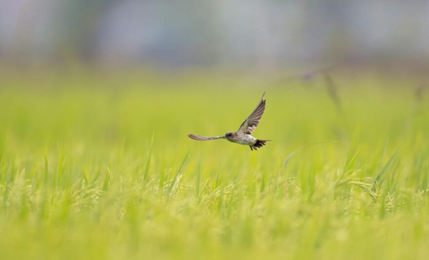 bird in flight over lush green meadow