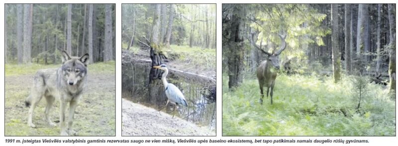 Viešvilės rezervatas mini 35-metį: vertybės, kurių neįmanoma atkurti